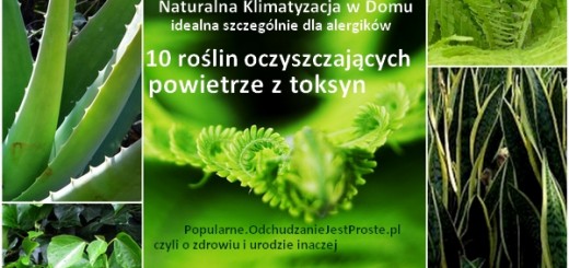 Popularne.OdchudzanieJestProste.pl-popularne-rośliny-domowe-oczyszczające powietrze-dla-alergików